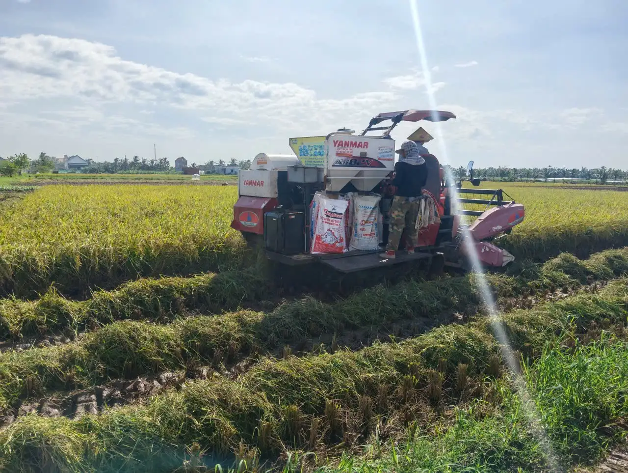 Nông dân Hải Phòng thu hoạch hơn 4.000 ha lúa mùa sớm để chuẩn bị trồng cây vụ đông