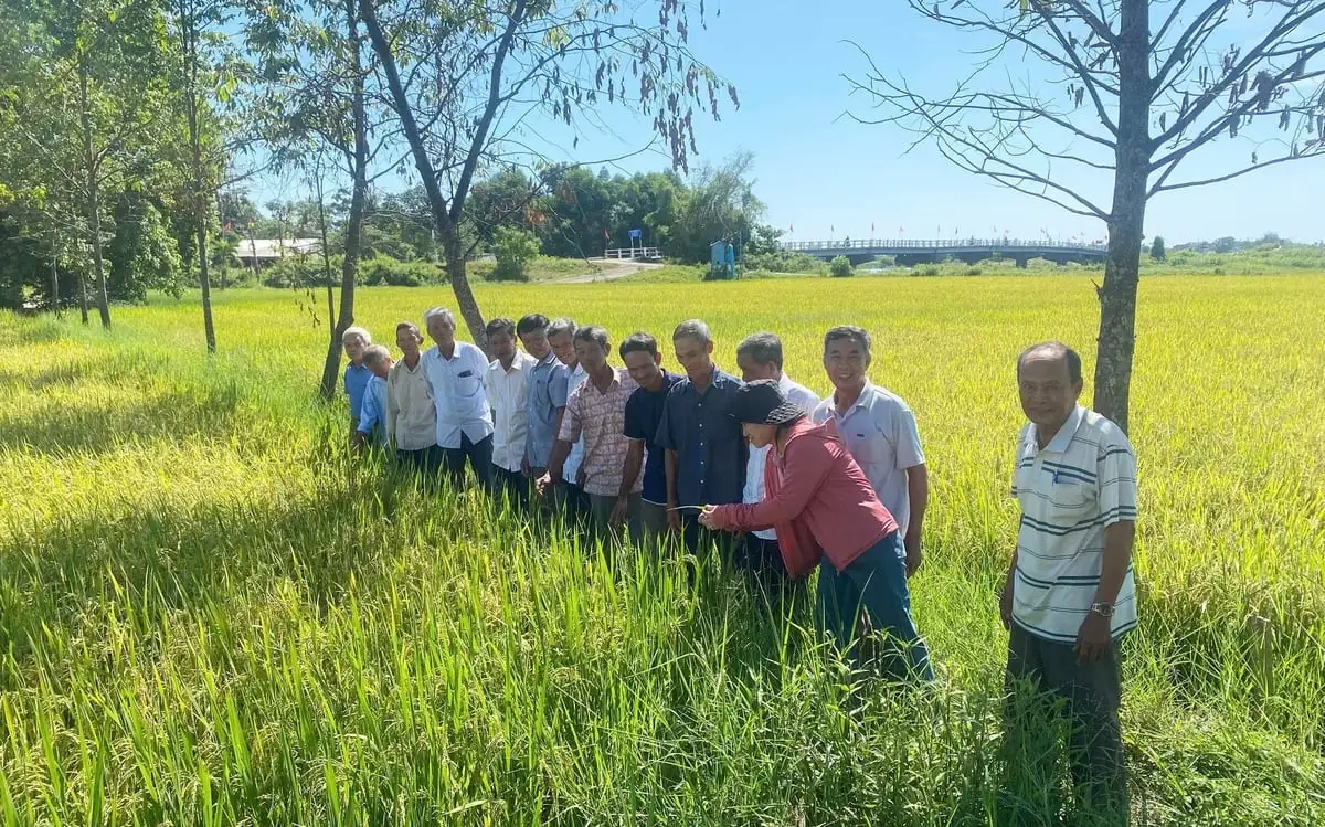 Nông dân Huế hào hứng tham gia mô hình quản lý sức khỏe cây trồng