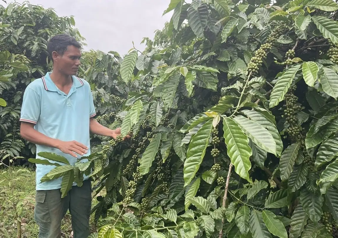 Nông dân J’rai mạnh dạn đổi mới để thoát nghèo