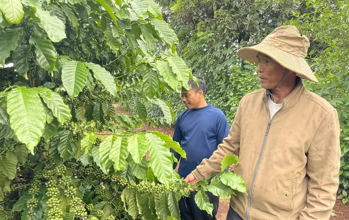 Nông dân J’rai mạnh dạn đổi mới để thoát nghèo