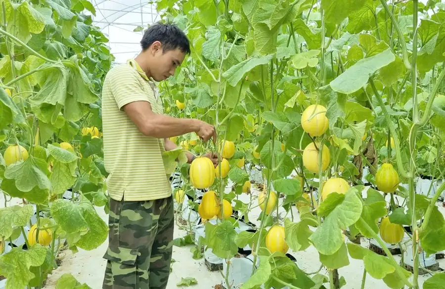 Nông dân Tùng Thiện phát triển sản xuất nông nghiệp an toàn