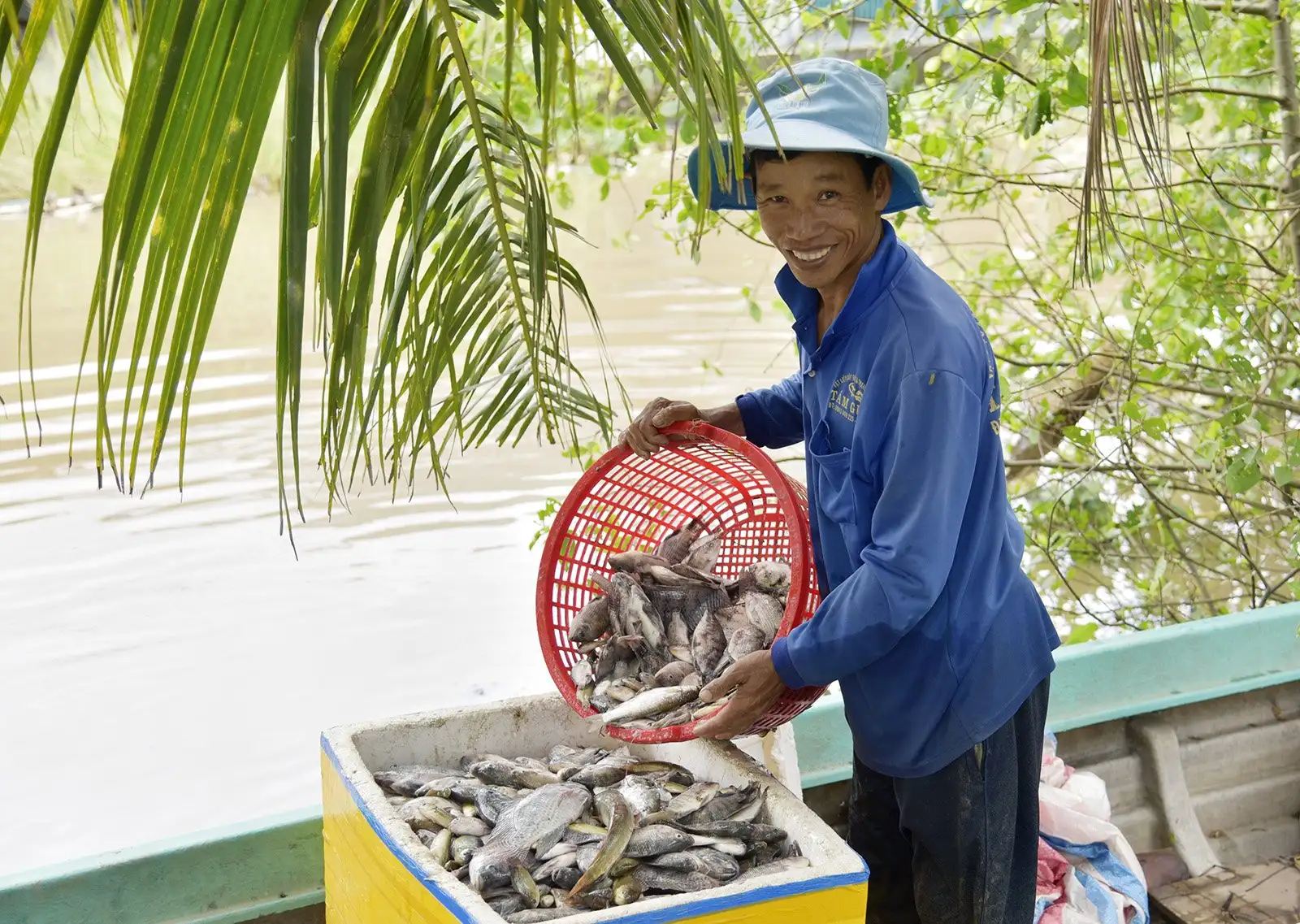Nông dân vùng U Minh Thượng, Kiên Giang trước đây, nay là An Giang trúng mùa cá đồng, cứ bắt lên thương lái cân hết