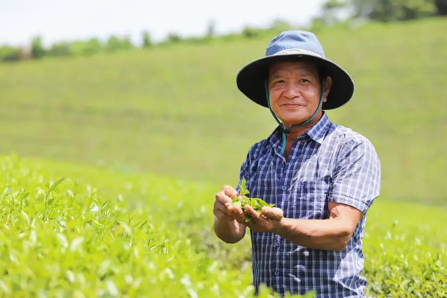 Nông dân xứ Nghệ hái &#8216;quả ngọt&#8217; nhờ trồng cây chè chát