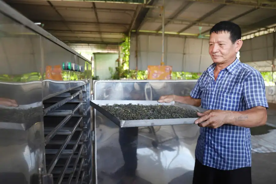 Nông dân xứ Nghệ hái &#8216;quả ngọt&#8217; nhờ trồng cây chè chát