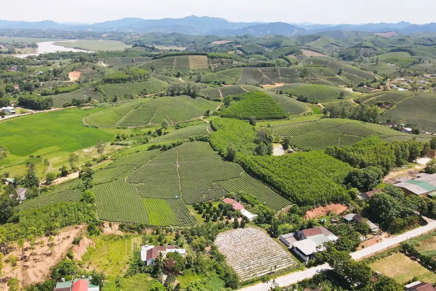 Nông dân xứ Nghệ hái ‘quả ngọt’ nhờ trồng cây chè chát