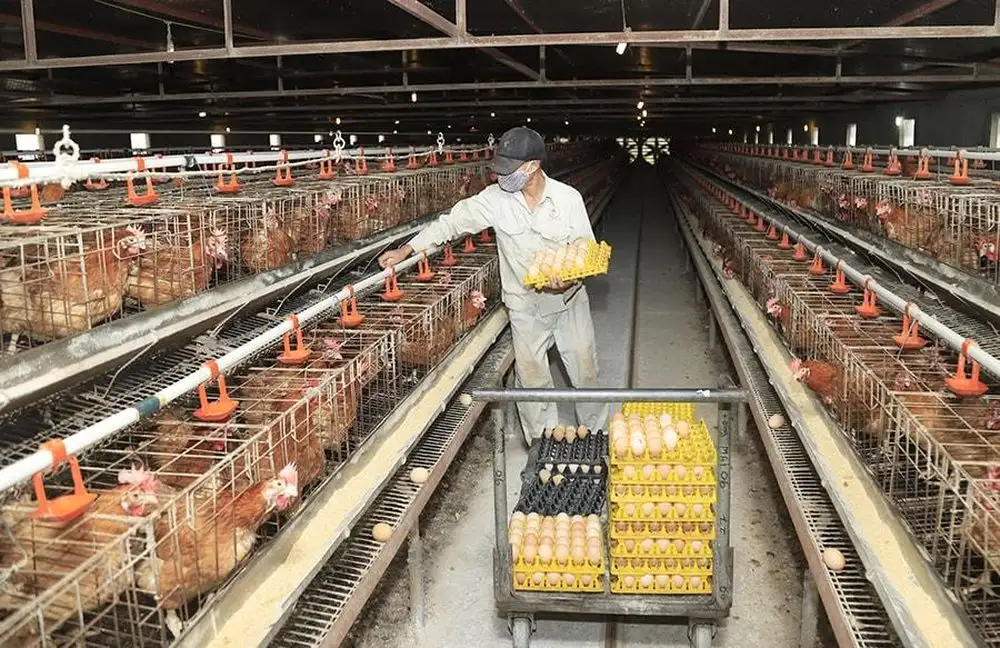 Nông nghiệp Hà Nội: Bắt nhịp cùng thời đại trong sản xuất và tiêu thụ sản phẩm