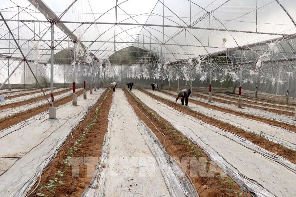 Nông nghiệp Tuyên Quang bứt phá với chuyển đổi số và phát triển xanh