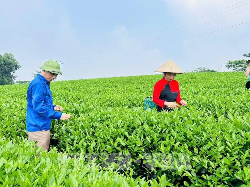 Nông nghiệp Tuyên Quang bứt phá với chuyển đổi số và phát triển xanh