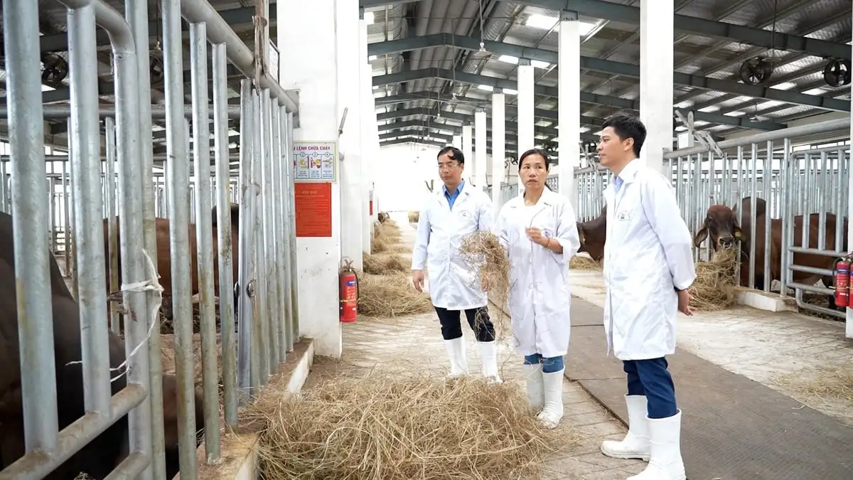 Nửa thế kỷ nâng tầm giống bò Việt