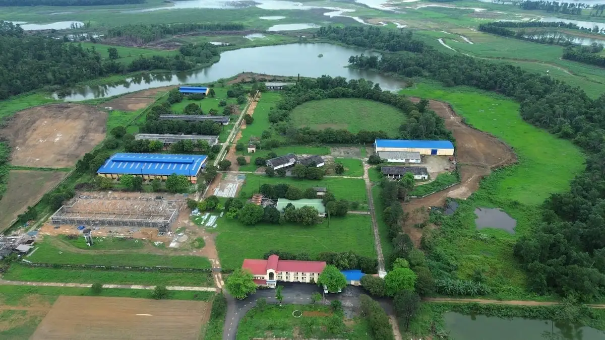 Nửa thế kỷ nâng tầm giống bò Việt