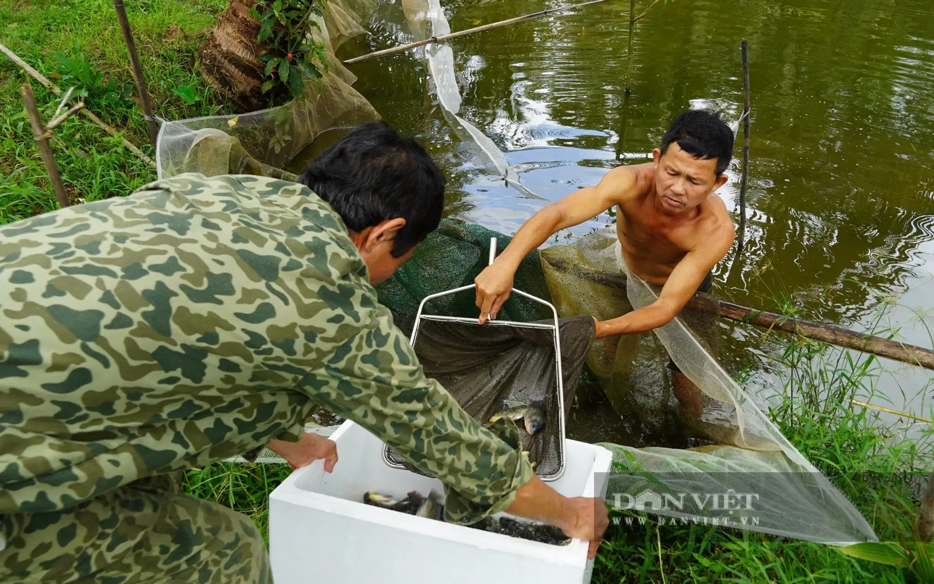 Nuôi cá giống kiểu gì mà một anh nông dân Quảng Trị có thu nhập cao?