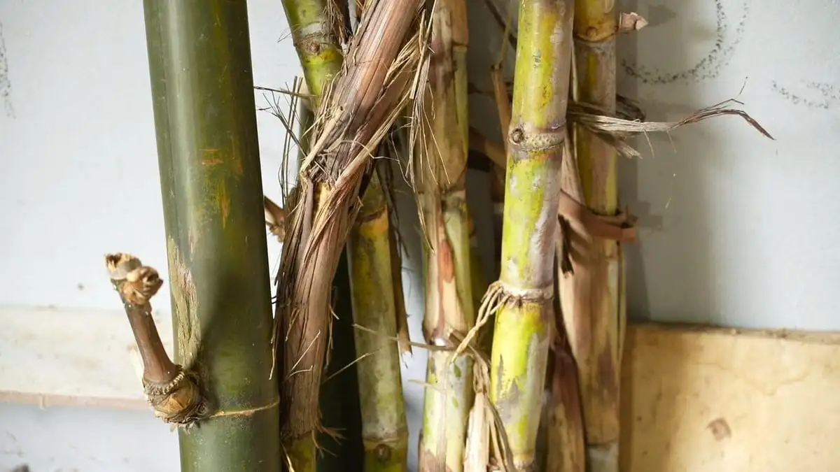 Nuôi dúi vừa nhàn vừa có tiền