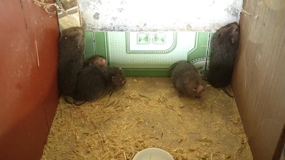 Nuôi dúi vừa nhàn vừa có tiền