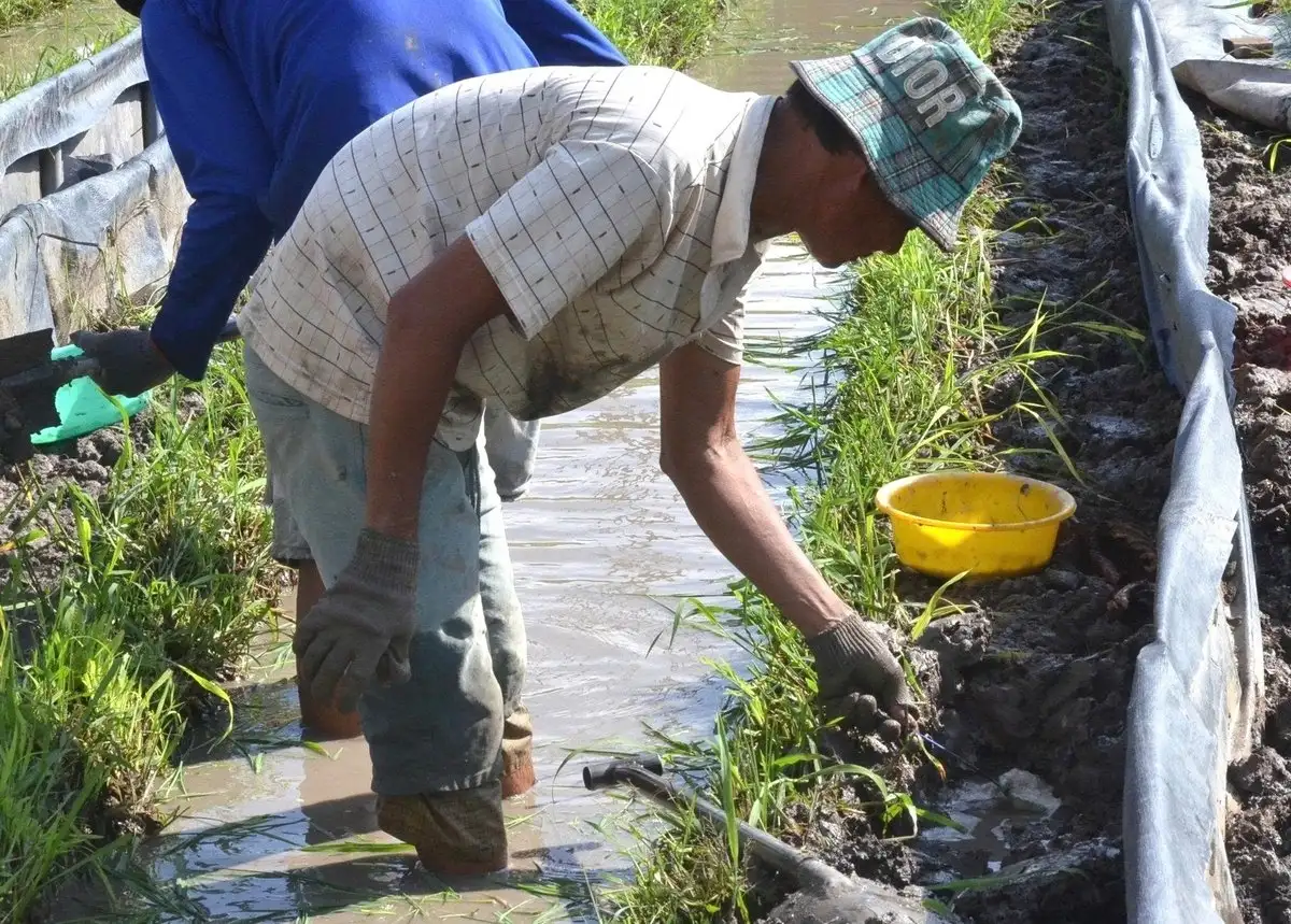 Nuôi lươn lấy trứng, nghề ‘hot’ đối diện thách thức