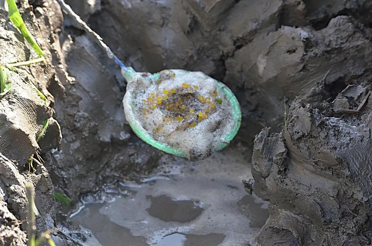 Nuôi lươn lấy trứng, nghề ‘hot’ đối diện thách thức