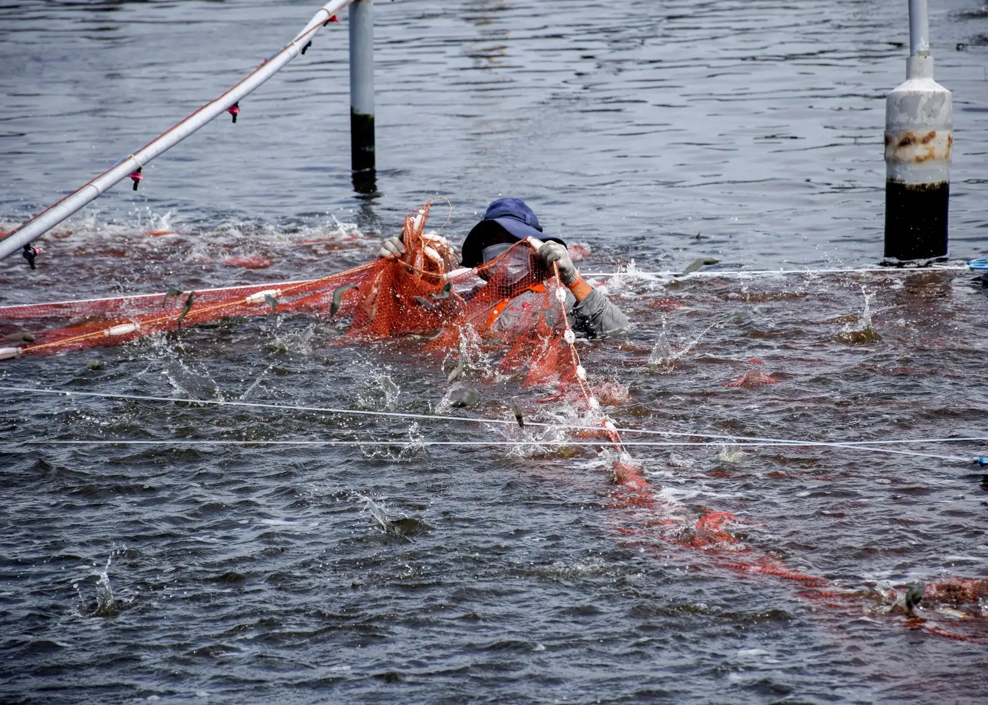 Nuôi tôm thẻ siêu thâm canh tuần hoàn ít thay là nuôi kiểu gì mà tỉnh Cà Mau sau sáp nhập đưa quy mô lên 1.500ha?