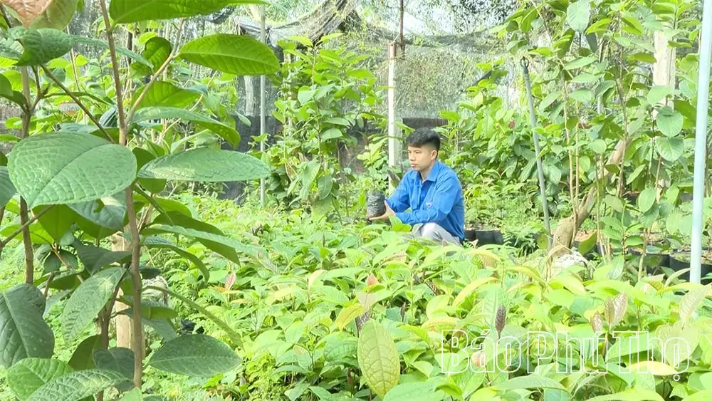 Ở vùng núi cao nhất tỉnh Phú Thọ, trai Vĩnh Phúc trồng thành công thứ cây suýt tuyệt chủng, bán hoa ví như đắt như vàng