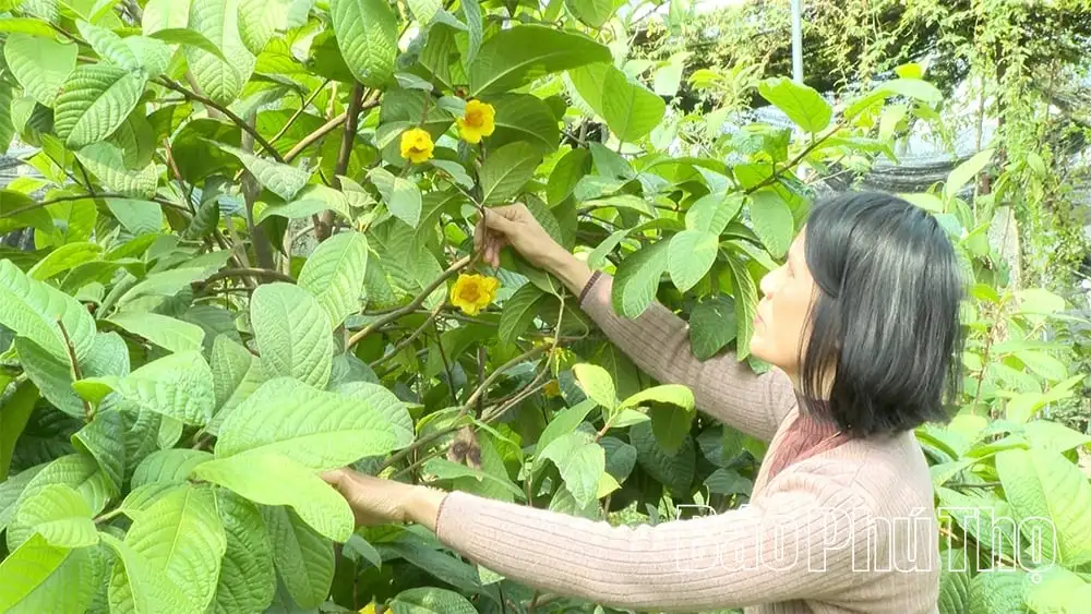 Ở vùng núi cao nhất tỉnh Phú Thọ, trai Vĩnh Phúc trồng thành công thứ cây suýt tuyệt chủng, bán hoa ví như đắt như vàng