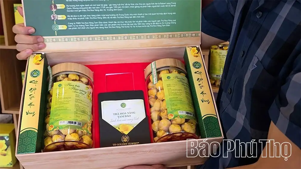 Ở vùng núi cao nhất tỉnh Phú Thọ, trai Vĩnh Phúc trồng thành công thứ cây suýt tuyệt chủng, bán hoa ví như đắt như vàng