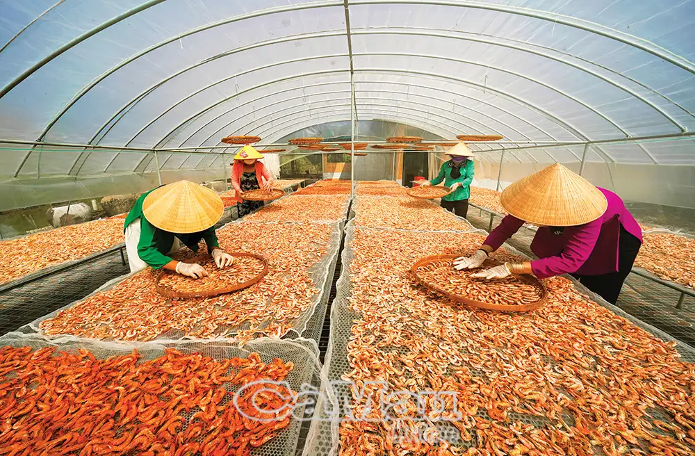 OCOP đưa nông sản vươn xa