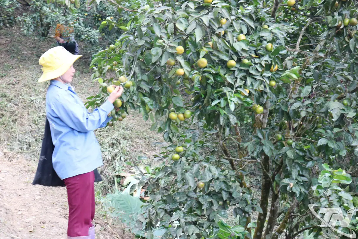 OCOP phát huy chỉ dẫn địa lý, nhãn hiệu tập thể
