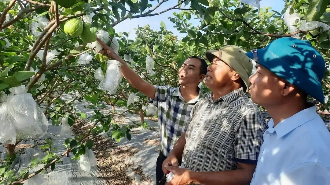 Ổi Hoành Bồ mở hướng thoát nghèo bền vững