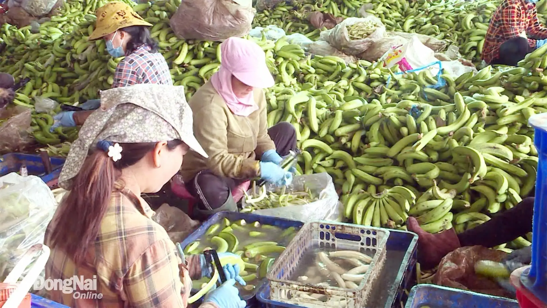 Ông nông dân trồng chuối bán cho nước ngoài, mỗi tháng xuất 600 tấn, đã là Nông dân Việt Nam xuất sắc