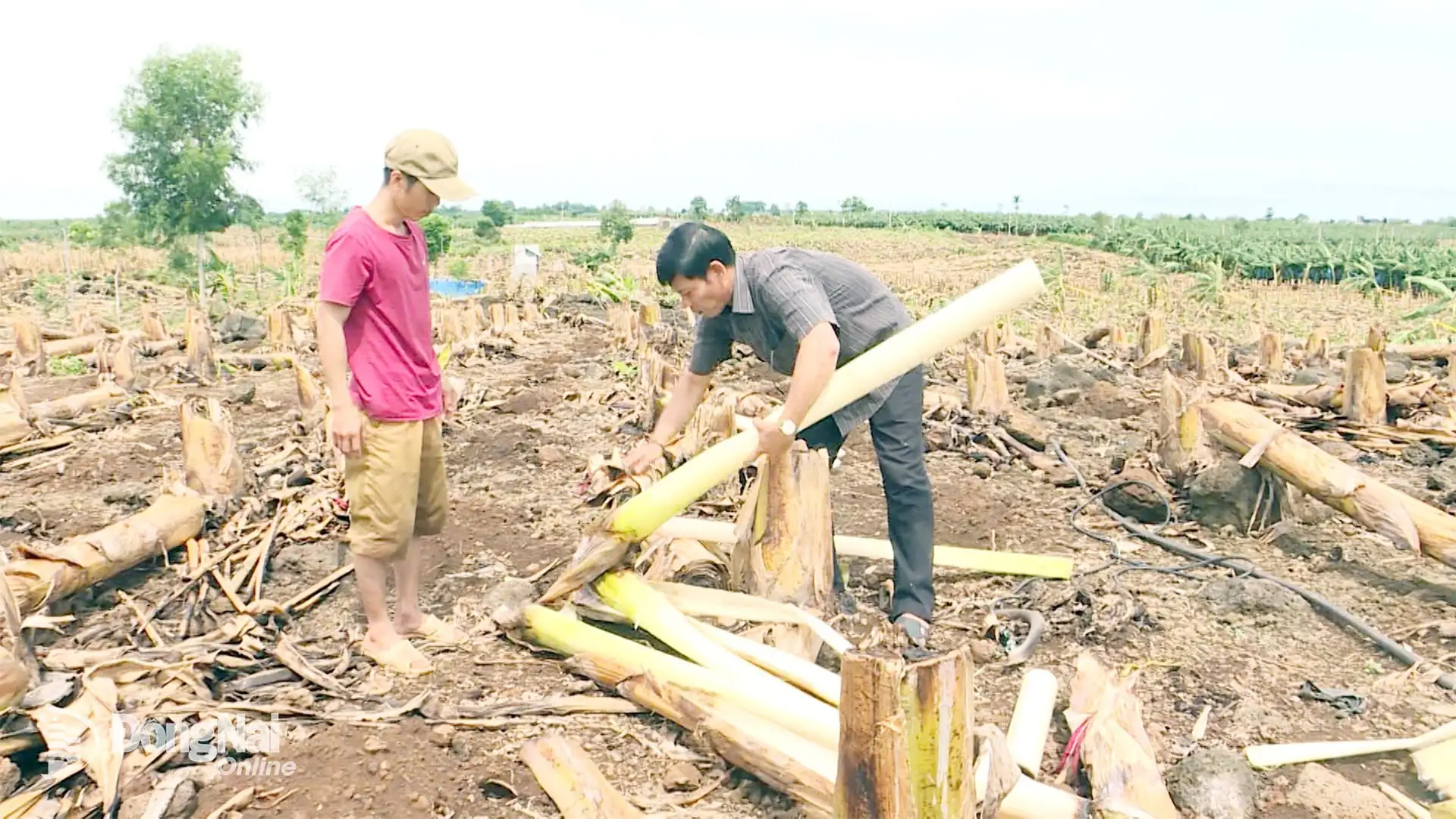 Ông nông dân trồng chuối bán cho nước ngoài, mỗi tháng xuất 600 tấn, đã là Nông dân Việt Nam xuất sắc