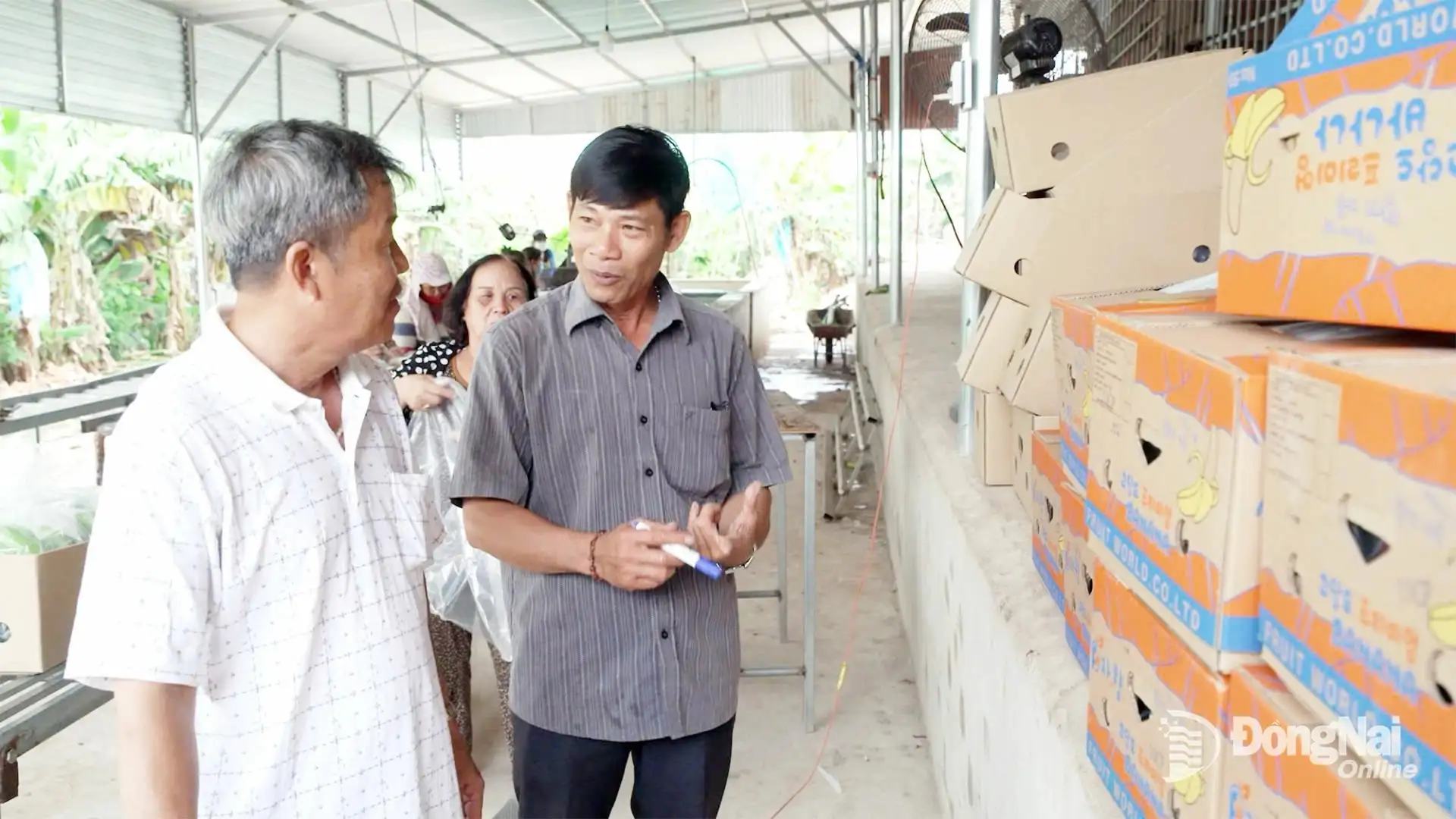 Ông nông dân trồng chuối bán cho nước ngoài, mỗi tháng xuất 600 tấn, đã là Nông dân Việt Nam xuất sắc