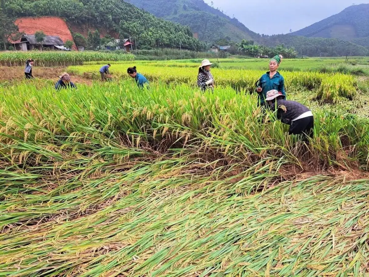 Phấn đấu sản xuất vụ đông 2025 đạt và vượt kế hoạch