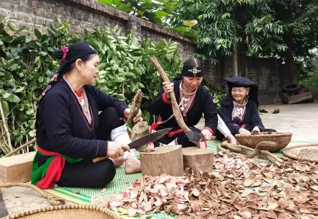 Phát triển dược liệu gắn với sinh kế bền vững dưới tán rừng