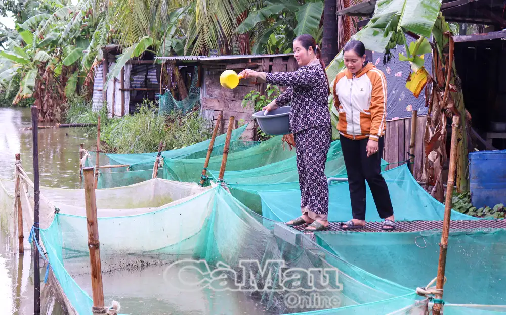 Phụ nữ Cà Mau chung tay giảm nghèo bền vững