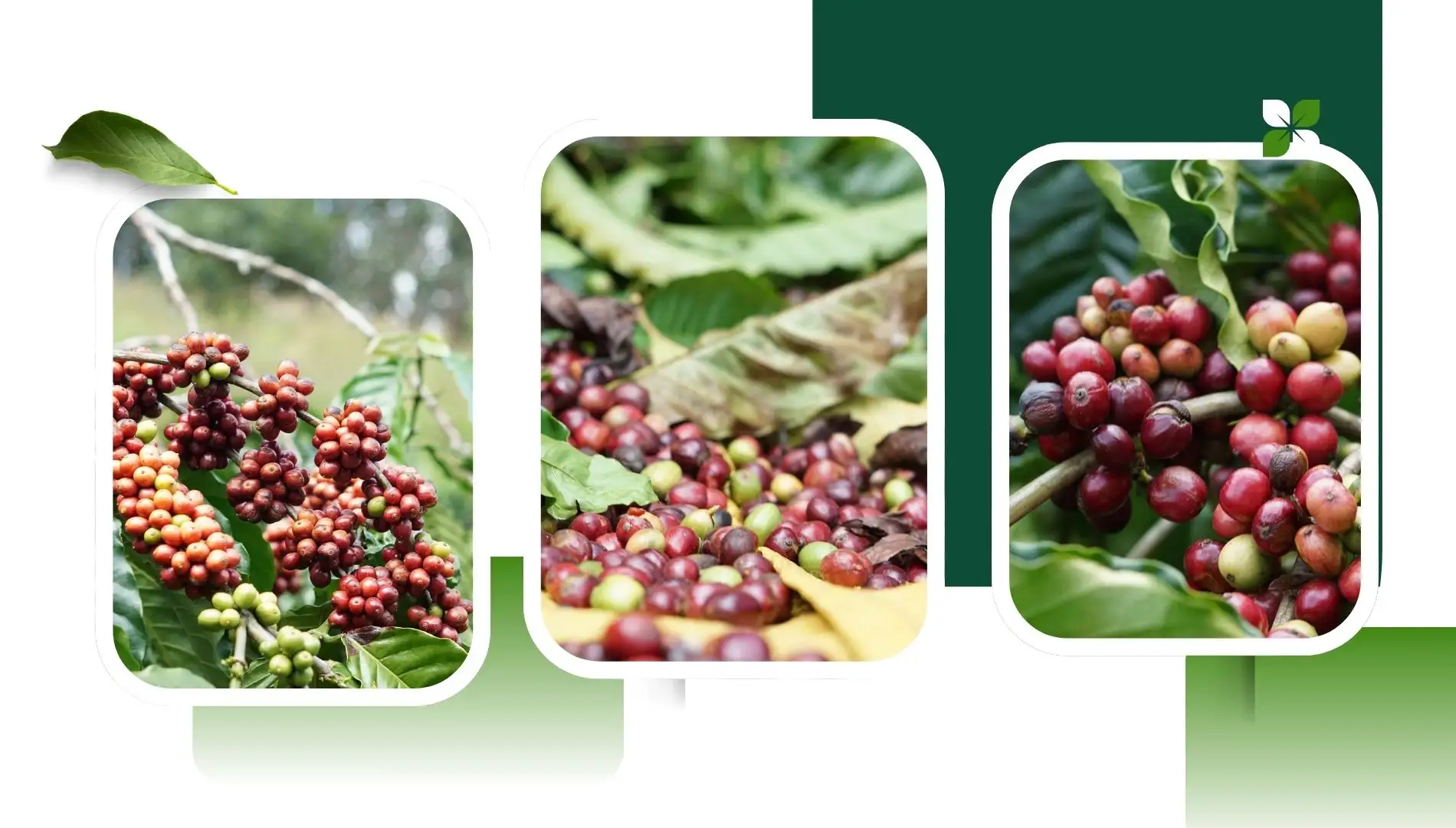 Phụ nữ vùng cao vươn lên làm kinh tế