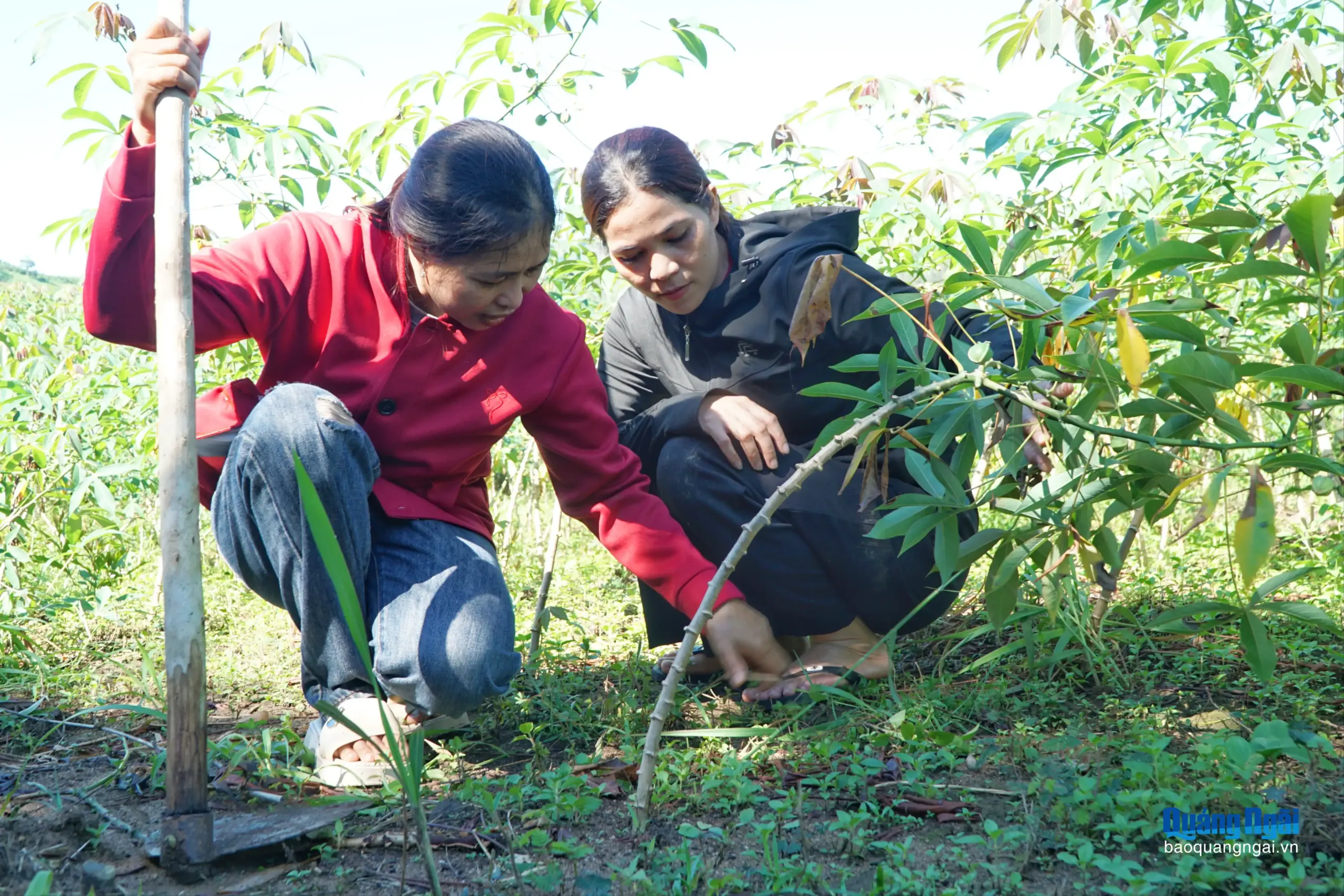 Phụ nữ vùng cao vươn lên làm kinh tế
