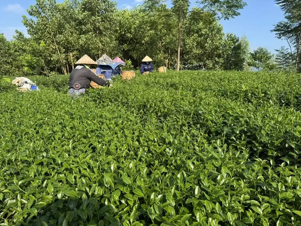 Phú Thọ hướng tới nông thôn mới hiện đại, bền vững và giàu bản sắc