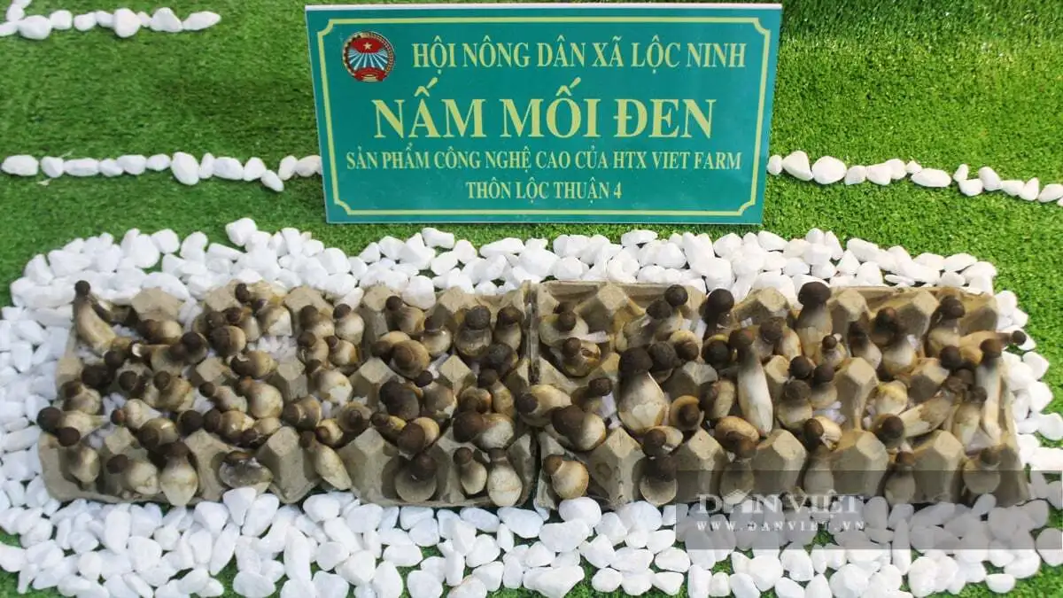 Quá trời đặc sản, sản phẩm nông nghiệp an toàn tại triển lãm thành tựu nông nghiệp tỉnh Đồng Nai