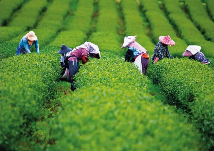 Quảng bá, xúc tiến thương mại, đòn bẩy giúp sản phẩm OCOP Việt vươn tầm thế giới