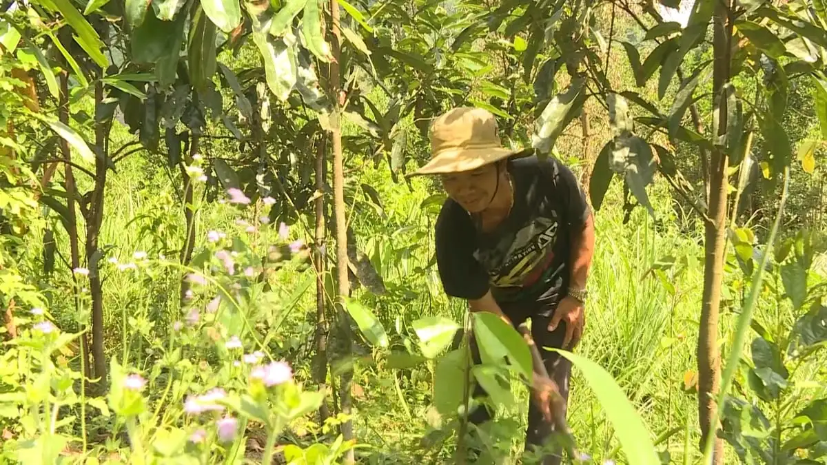 Quảng Ngãi phát triển vùng nguyên liệu quế