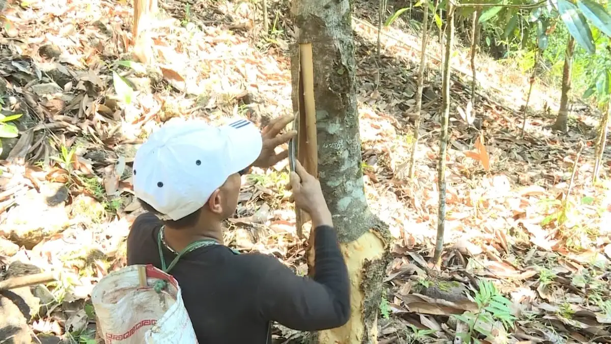 Quảng Ngãi phát triển vùng nguyên liệu quế