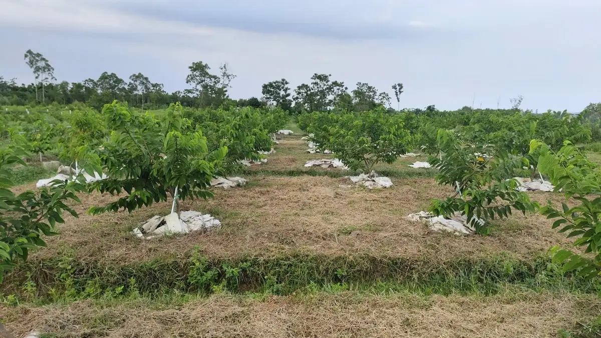 Quảng Ninh mở rộng trồng na VietGAP