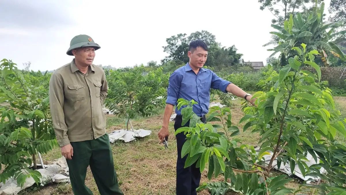 Quảng Ninh mở rộng trồng na VietGAP