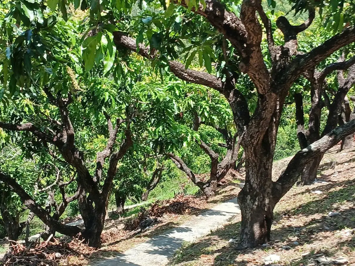 Quy trình canh tác nâng cao năng suất xoài vùng Nam Trung Bộ