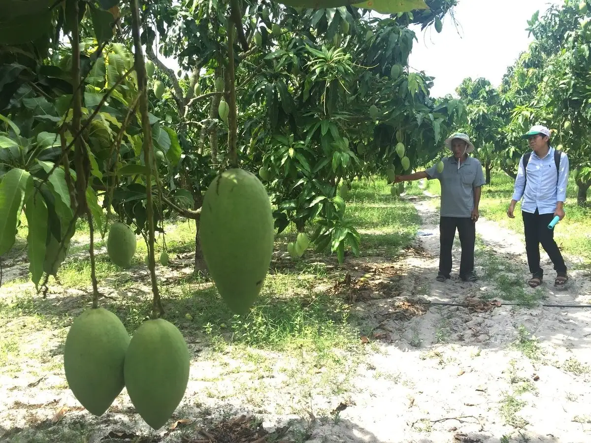 Quy trình canh tác nâng cao năng suất xoài vùng Nam Trung Bộ