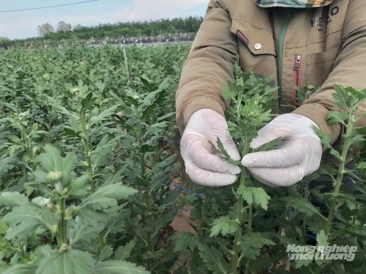 Rải vụ trồng hoa cúc, giảm áp lực tiêu thụ, tăng thu nhập