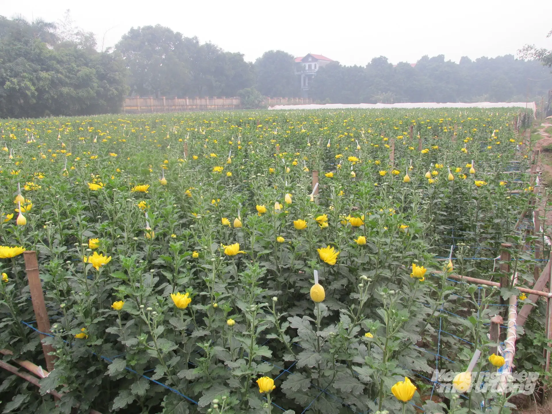 Rải vụ trồng hoa cúc, giảm áp lực tiêu thụ, tăng thu nhập