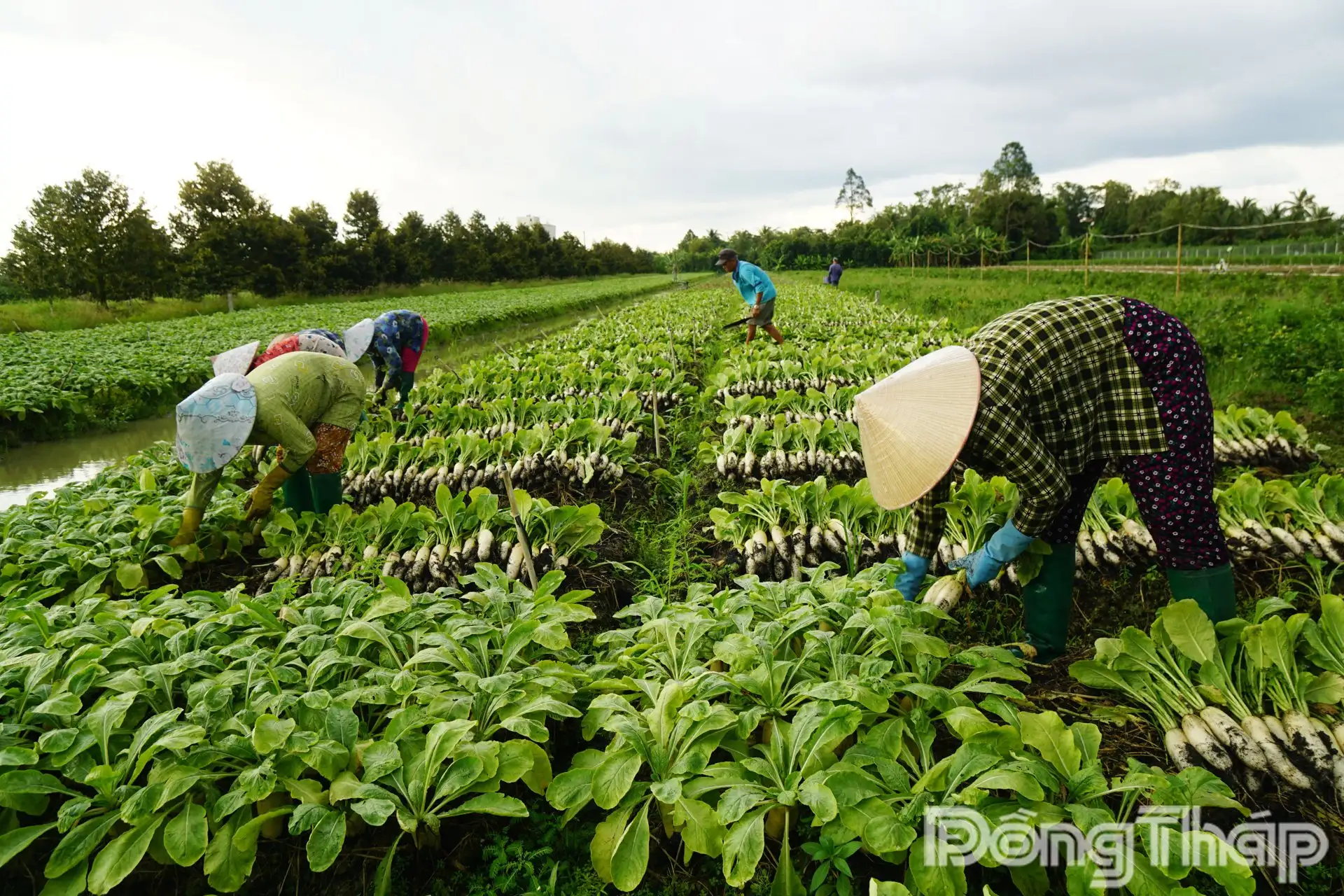 “Sâm nhà nghèo” tốt um ngoài ruộng ở 1 xã mới của Đồng Tháp, 10 củ như 10, bán trúng giá, nhà nào cũng phấn chấn