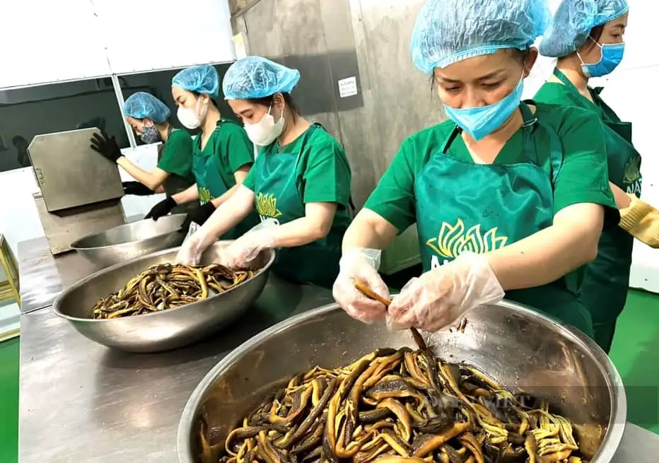 Sản phẩm đạt sao OCOP, đưa đặc sản lươn đồng Nghệ An xuất khẩu thị trường Mỹ