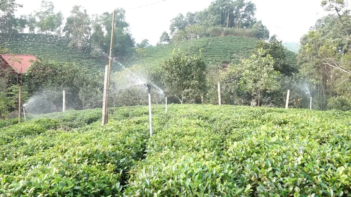 Sản phẩm OCOP Thái Nguyên vươn ra thế giới