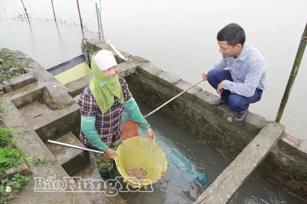 Sau gần 3 tháng sáp nhập tỉnh Thái Bình, tỉnh Hưng Yên có 500ha trồng lúa hữu cơ, kết hợp khai thác con đặc sản gì?