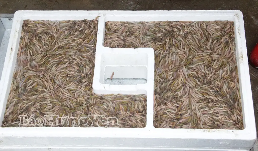 Sau gần 3 tháng sáp nhập tỉnh Thái Bình, tỉnh Hưng Yên có 500ha trồng lúa hữu cơ, kết hợp khai thác con đặc sản gì?